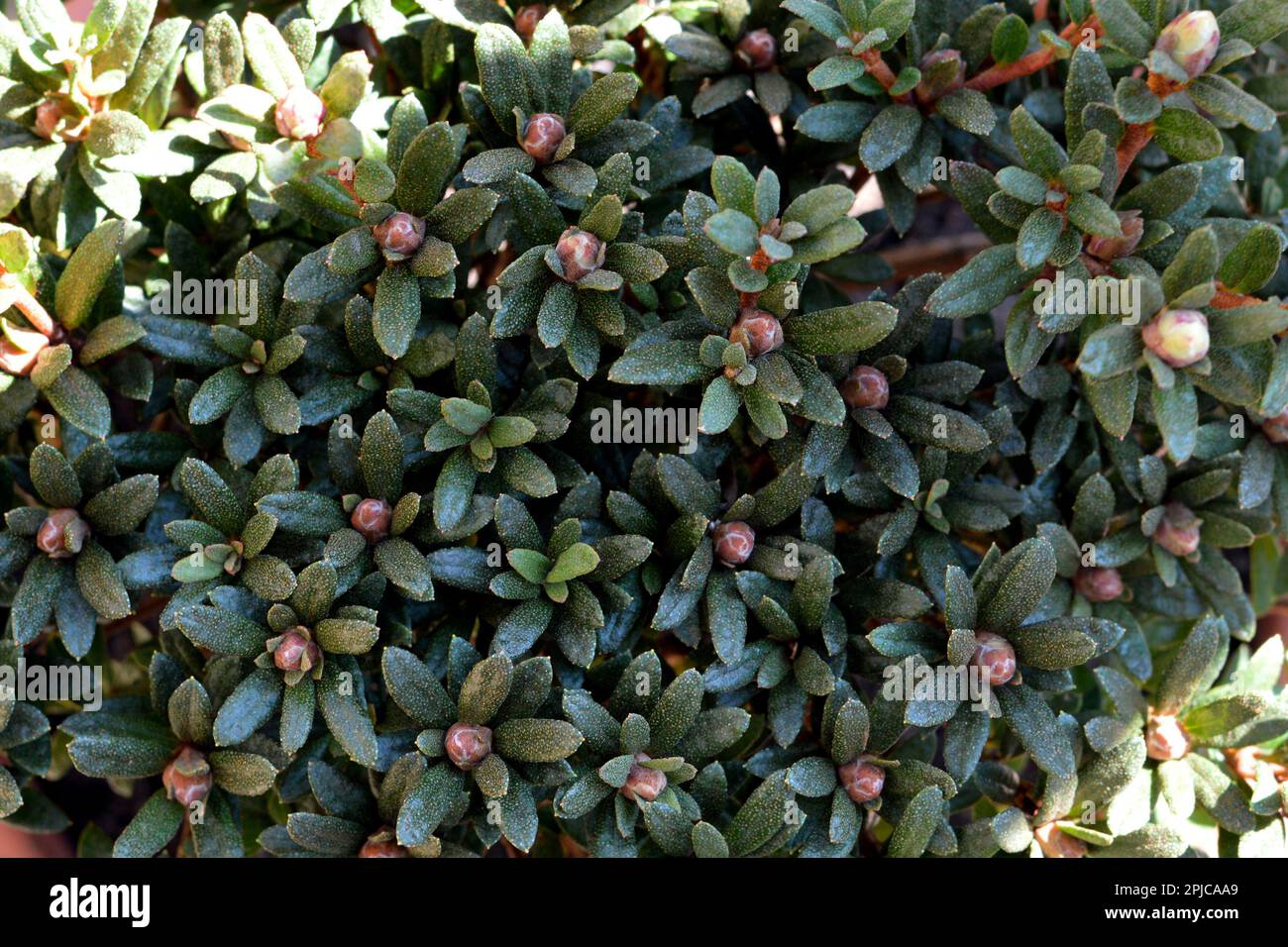 Full frame of Chinese dwarf rhododendron with buds Stock Photo