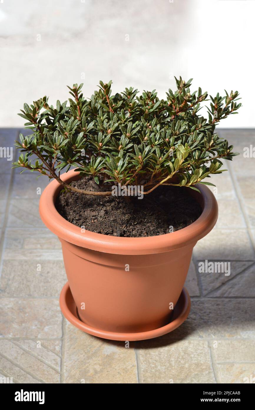 Chinese dwarf rhododendron growing in flower pot Stock Photo