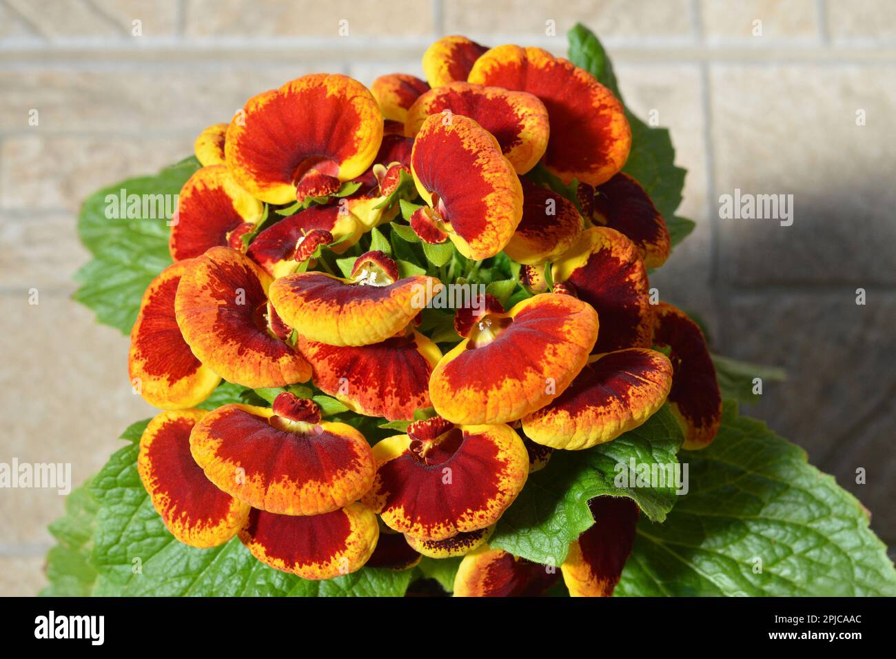 Close up of slipper flower (Calceolaria plant) Stock Photo