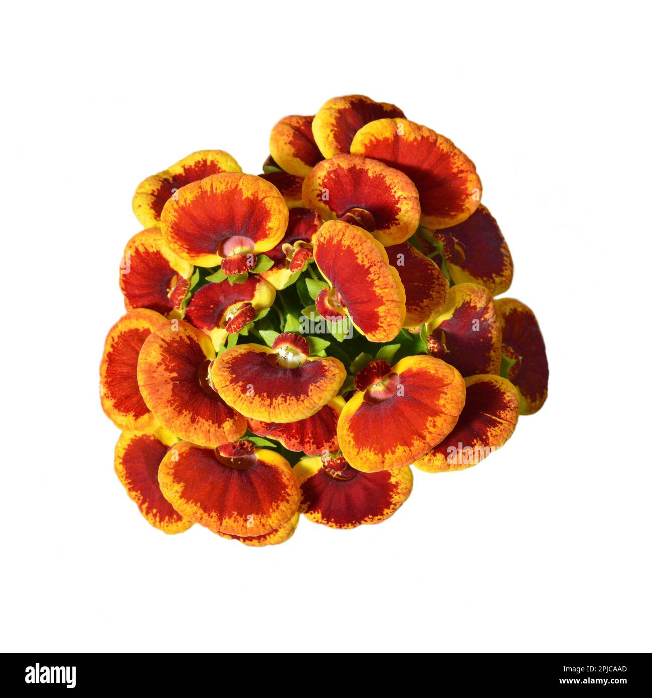 Slipper Flower | Slipperwort | Gold Purse Flower | Wild Flowers