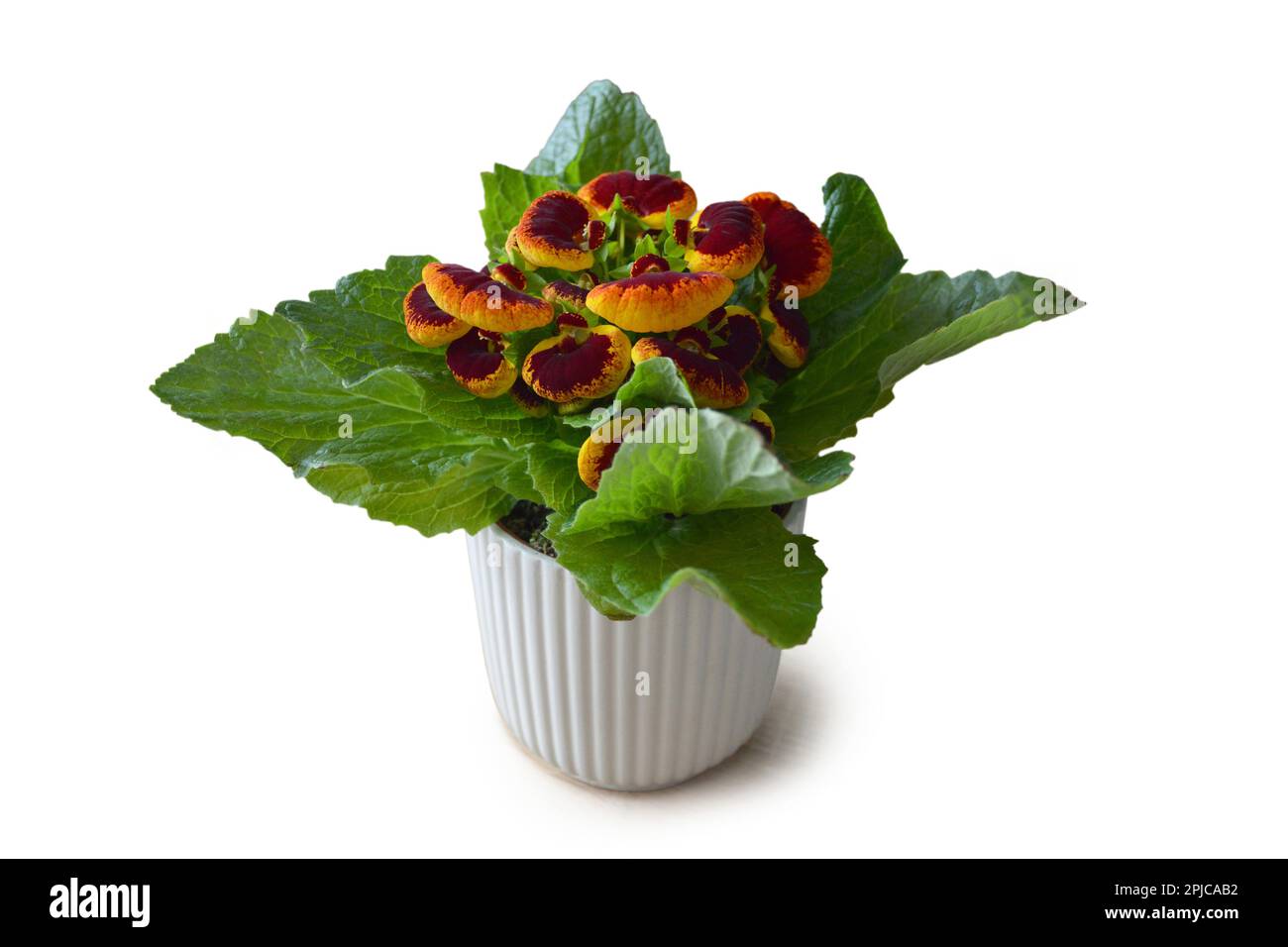 Potted Calceolaria plant isolated on white background Stock Photo