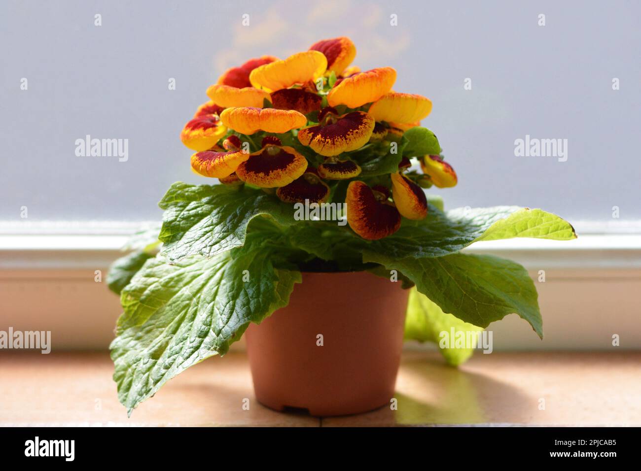 Potted Calceolaria plant on the window. Close up of slipper flower. Stock Photo