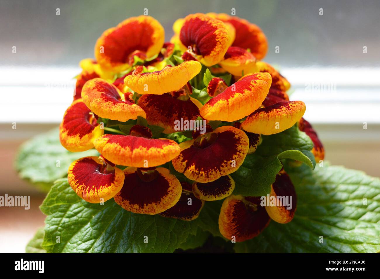 Close up of slipper flower (Calceolaria plant) on the window Stock Photo