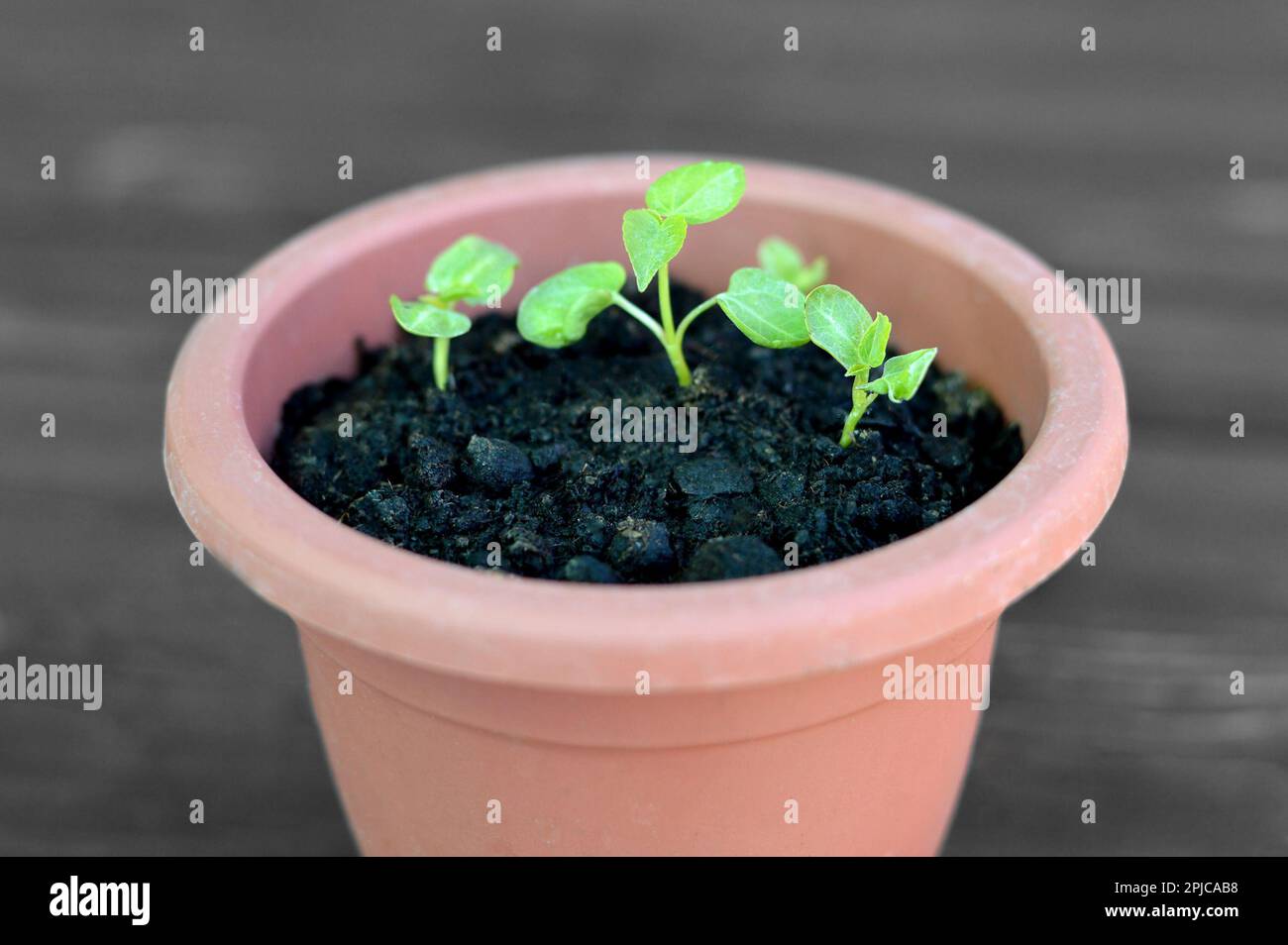 Growing hibiscus from seeds. Hibiscus moscheutos seedlings growing in