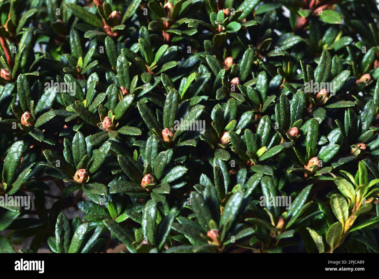 Top view of Chinese dwarf rhododendron with buds Stock Photo