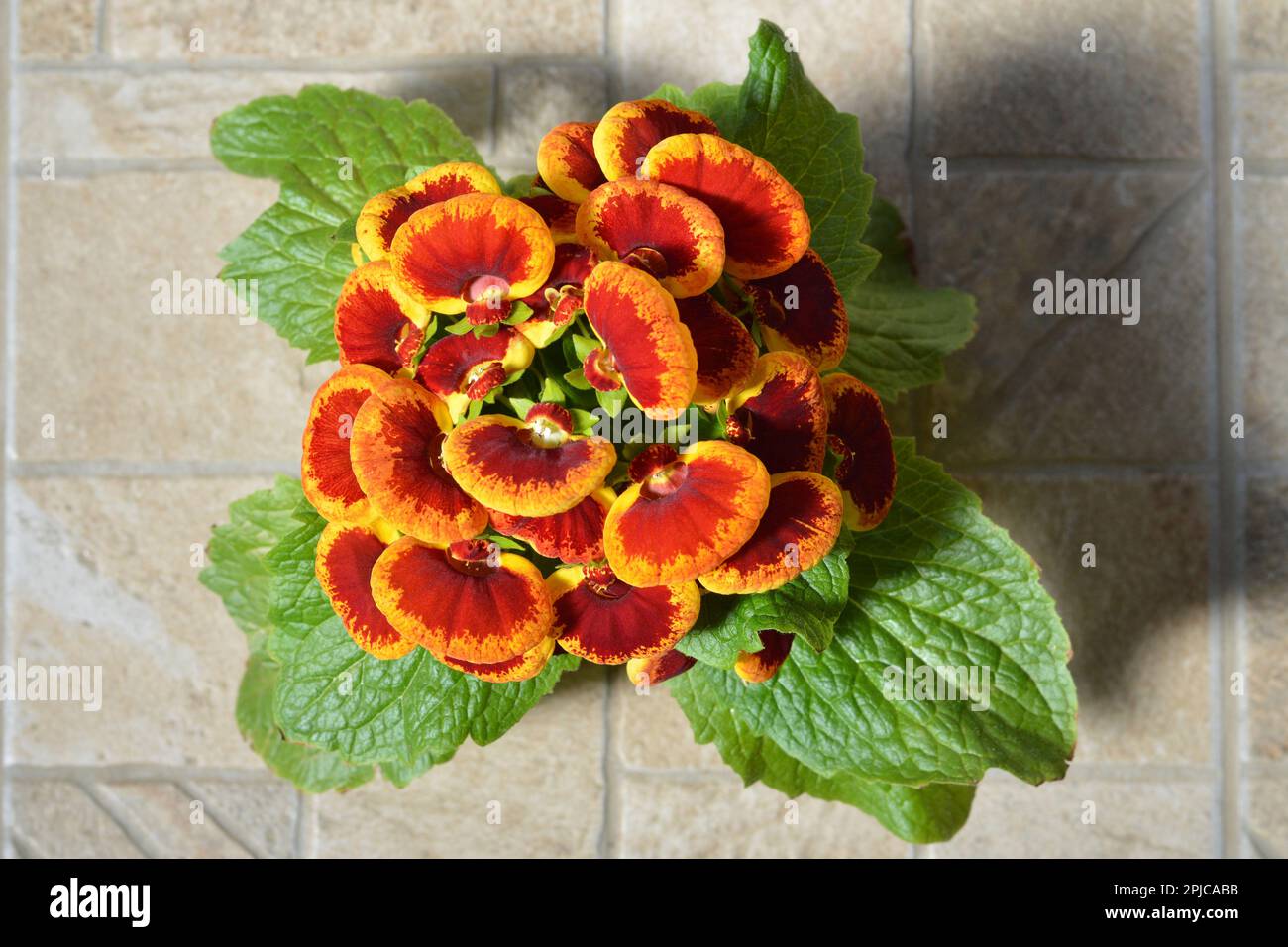 Top view of Calceolaria plant Stock Photo
