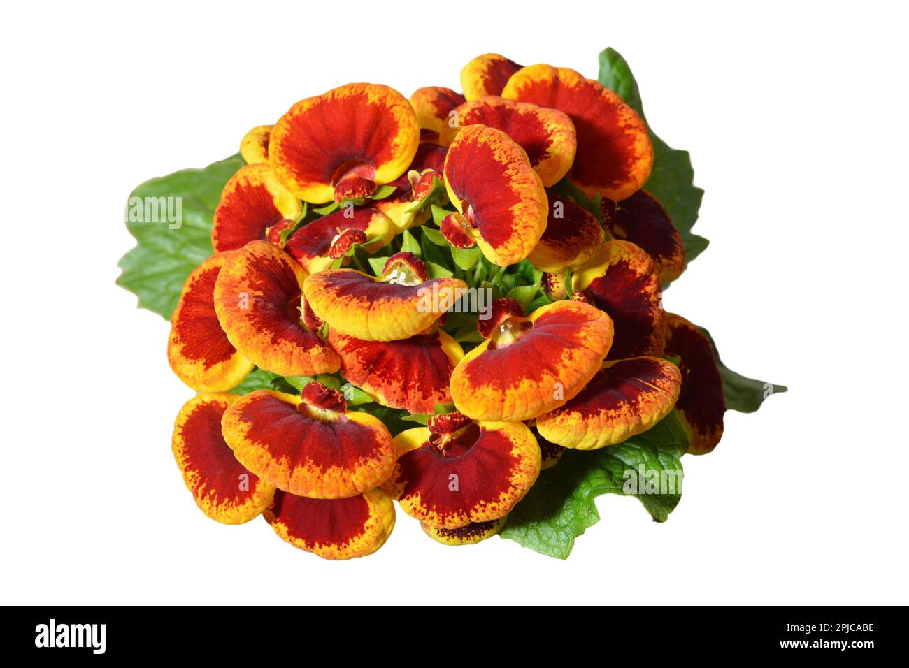 Top view of Calceolaria plant isolated on white background Stock Photo