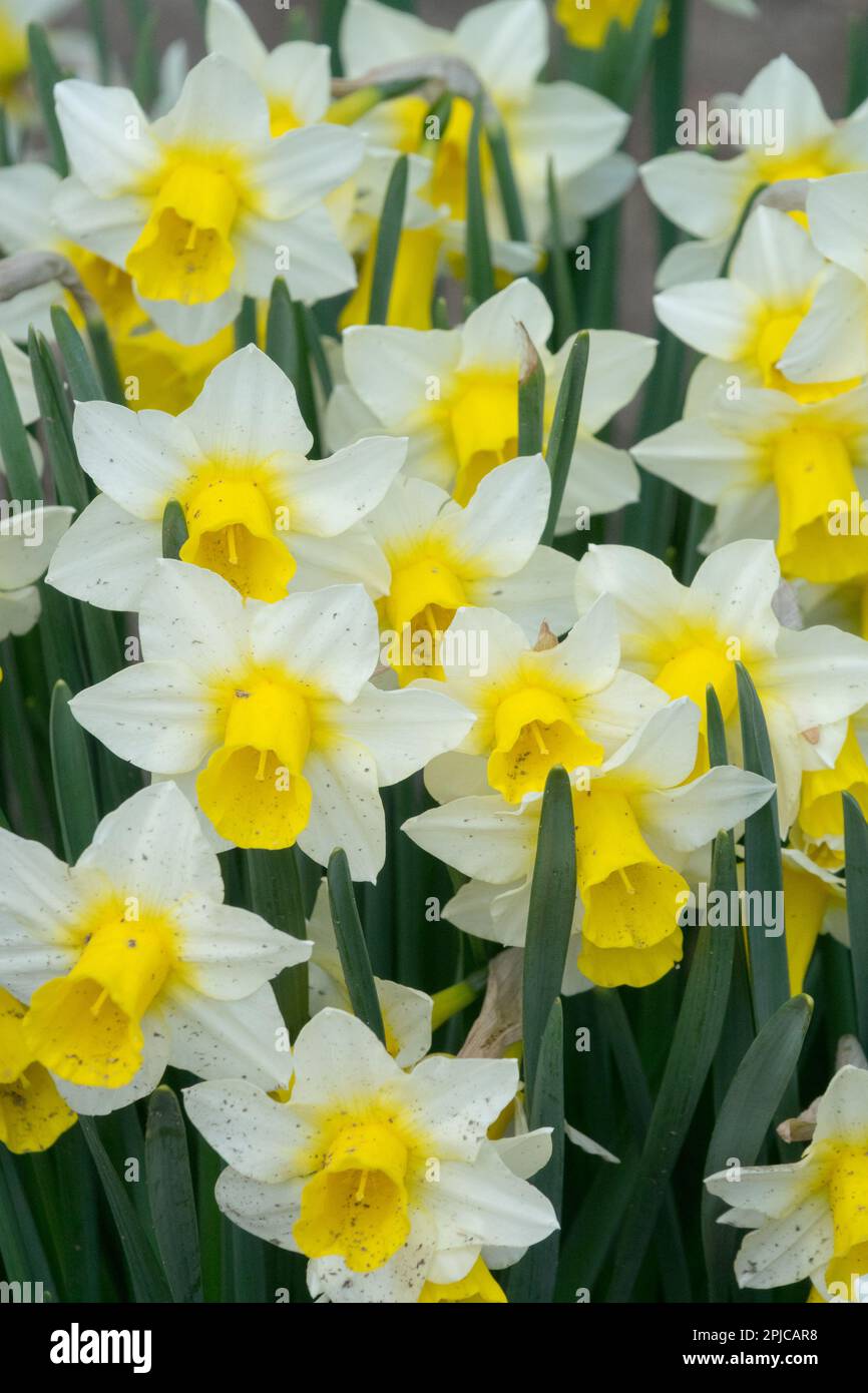 Jonquilla Daffodil, Narcissus 'Golden Echo', Spring, Garden, Plant, White yellow, Daffodils Stock Photo