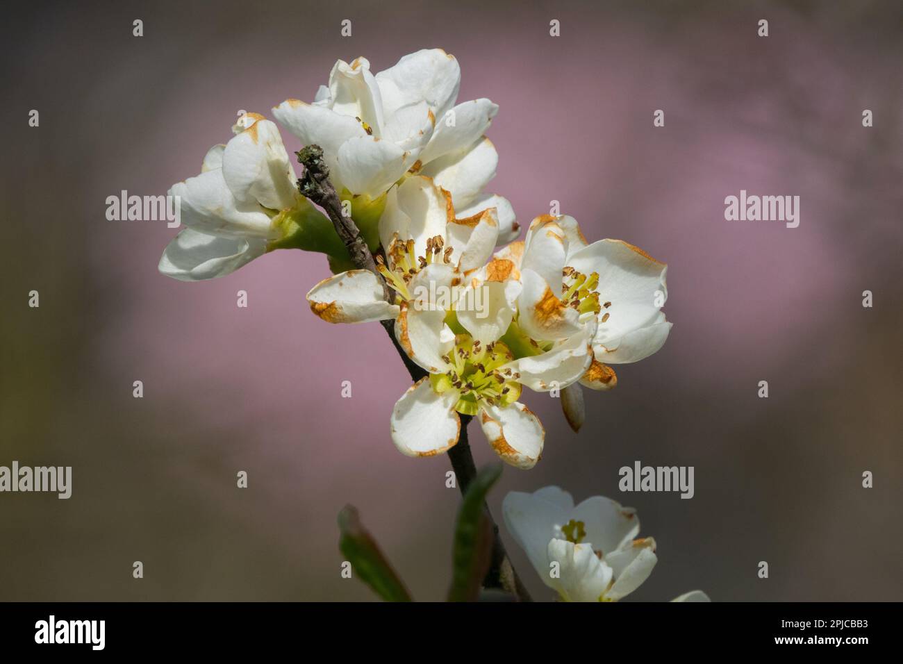 Flowering Quince Flower, Chaenomeles 'Nivalis' White, Blossom Stock Photo