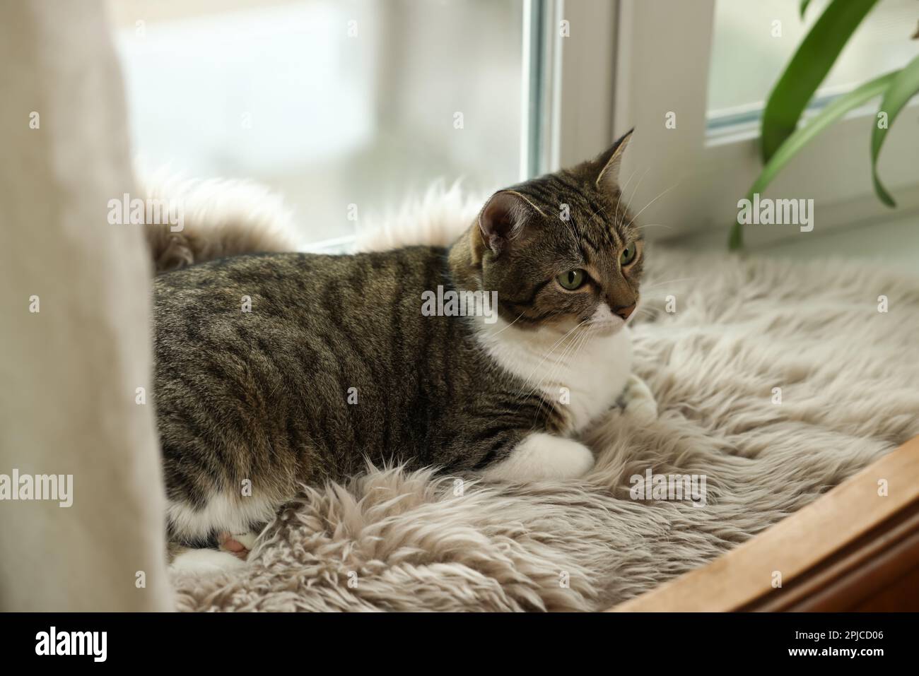 Cute cat on white faux fur rug at window sill indoors Stock Photo - Alamy