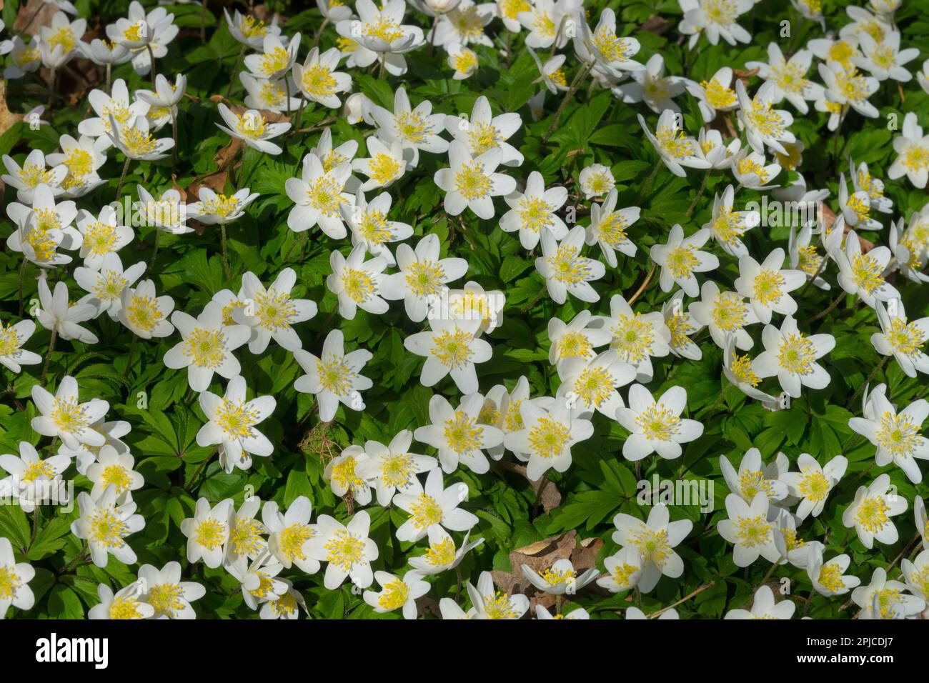 Wood anemone "Prinz Eugen" Anemone ranunculoides Stock Photo Alamy