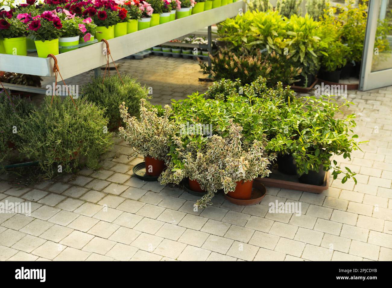 Garden center with many different potted plants Stock Photo