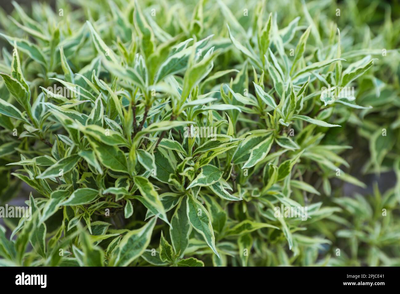 Beautiful Diervilla sessilifolia plant with green leaves, closeup. Gardening season Stock Photo