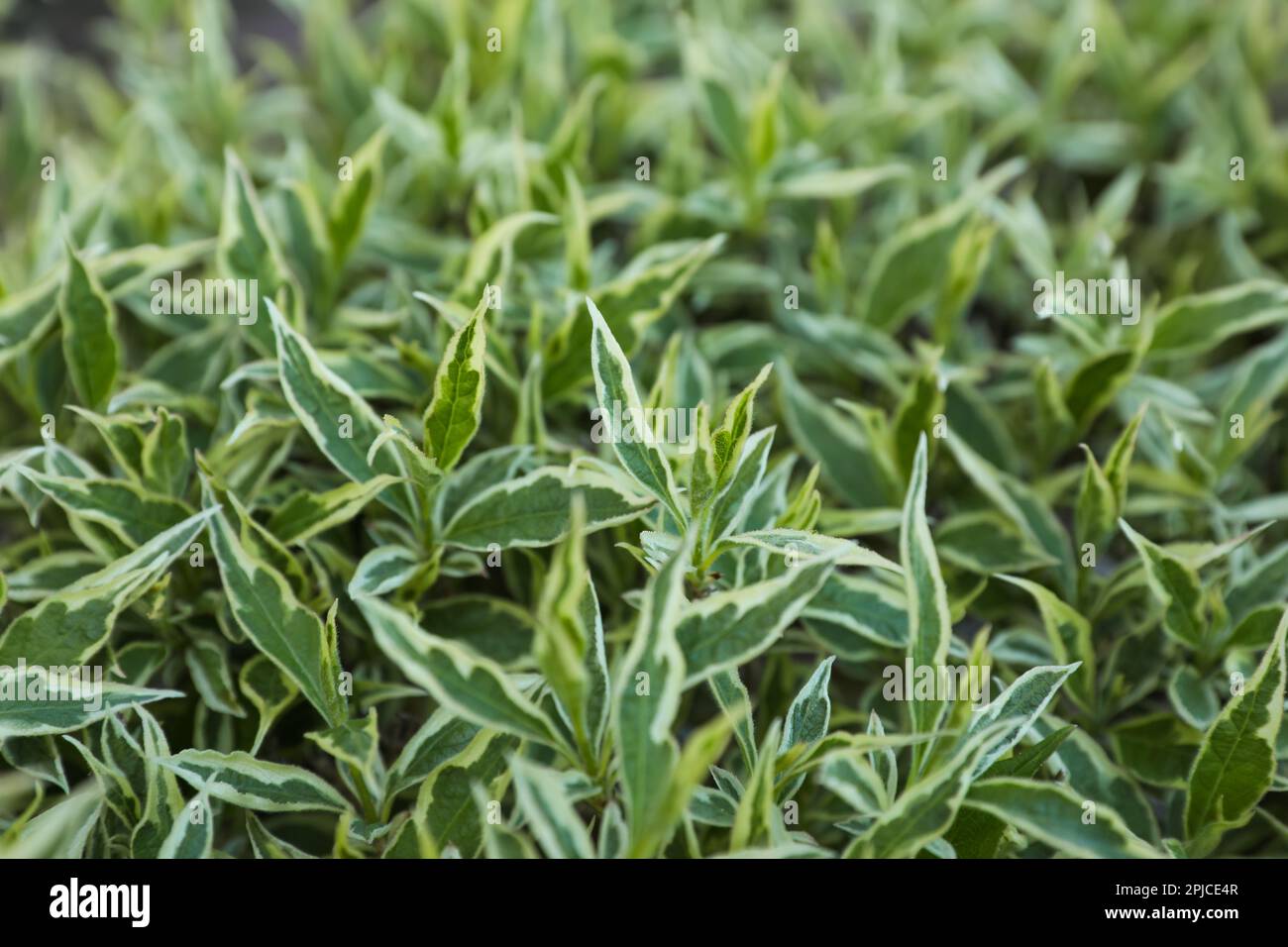 Beautiful Diervilla sessilifolia plant with green leaves, closeup. Gardening season Stock Photo