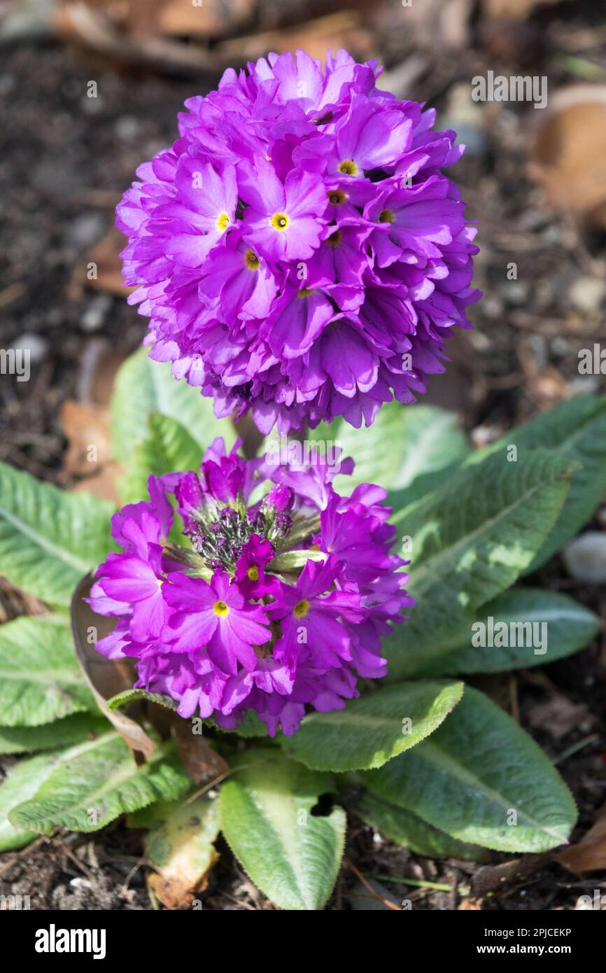 Drumstick Primrose, Plant, Purple, Primrose, Primroses, Perennial, Herbaceous, Flowers, Primula