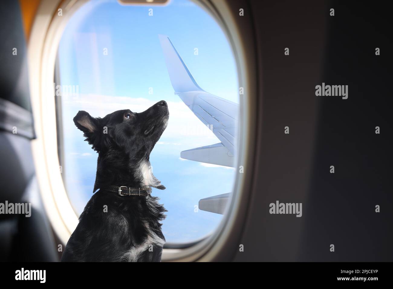 Image showcasing The dog in seat 1A clearly mourned someone, and I nearly ... - Facebook