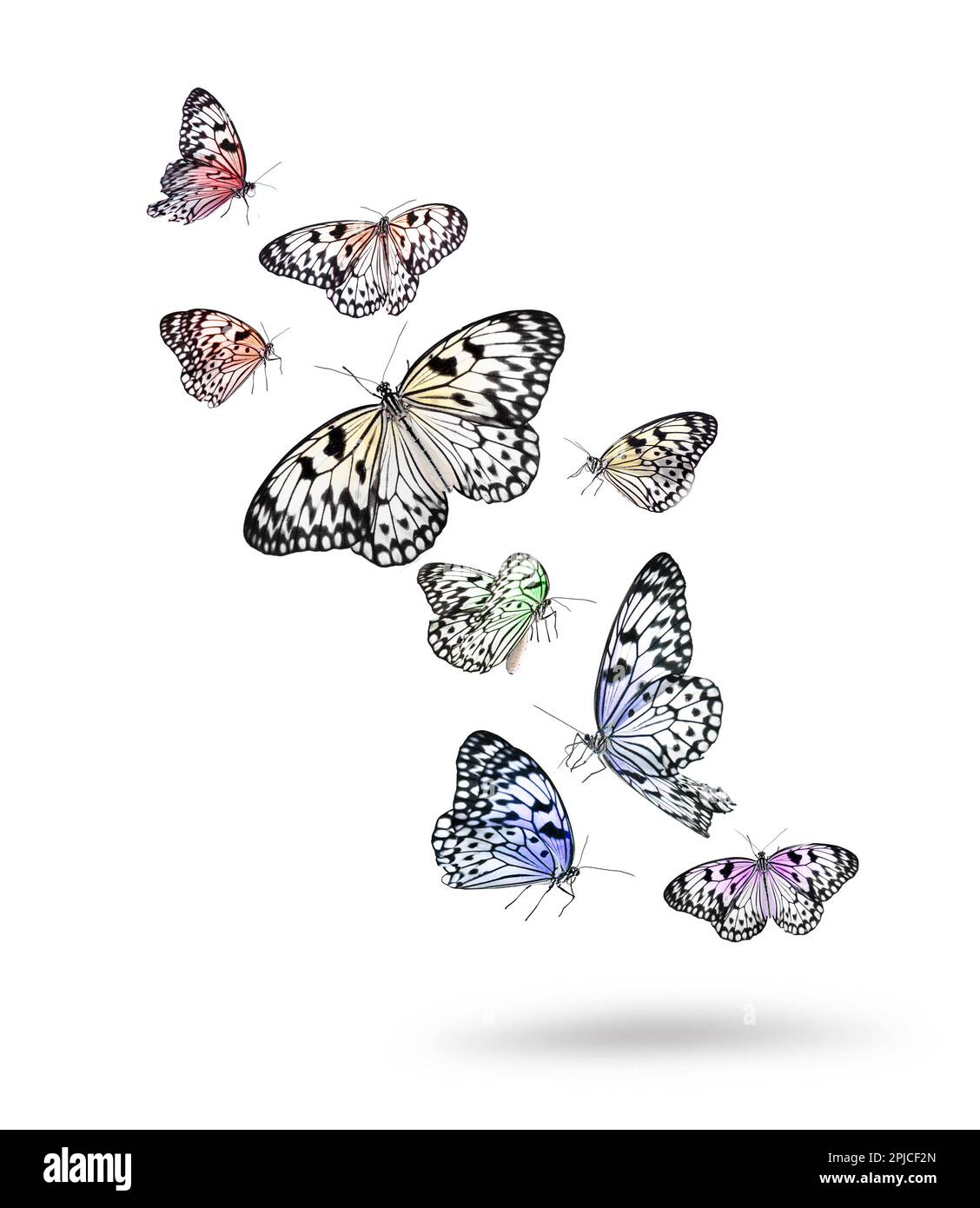 Many beautiful rice paper butterflies flying on white background Stock ...