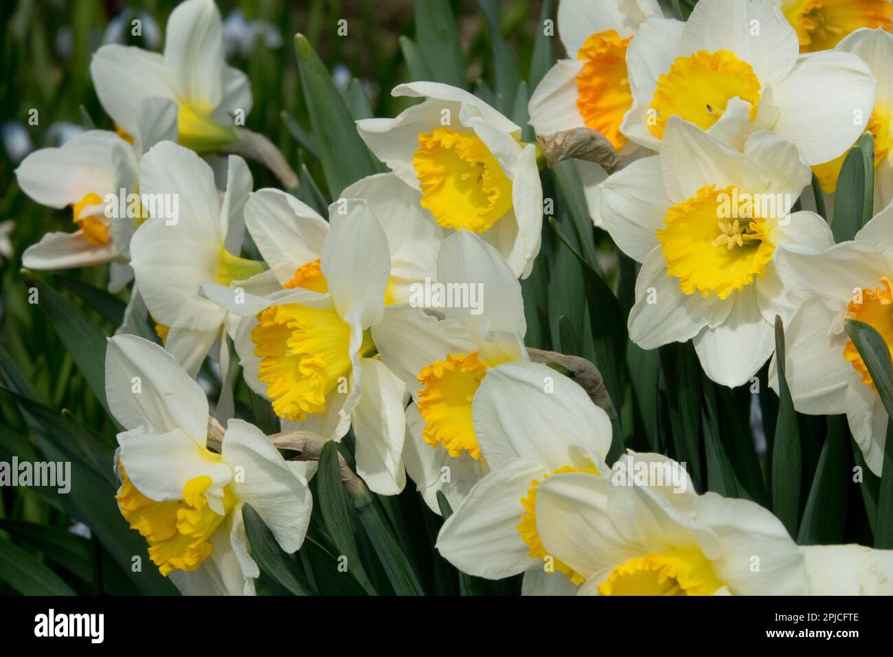 Daffodils, Narcissus '', Flowers, Spring, Garden, Narcissus, White, Yellow, Blooming, Plants Stock Photo