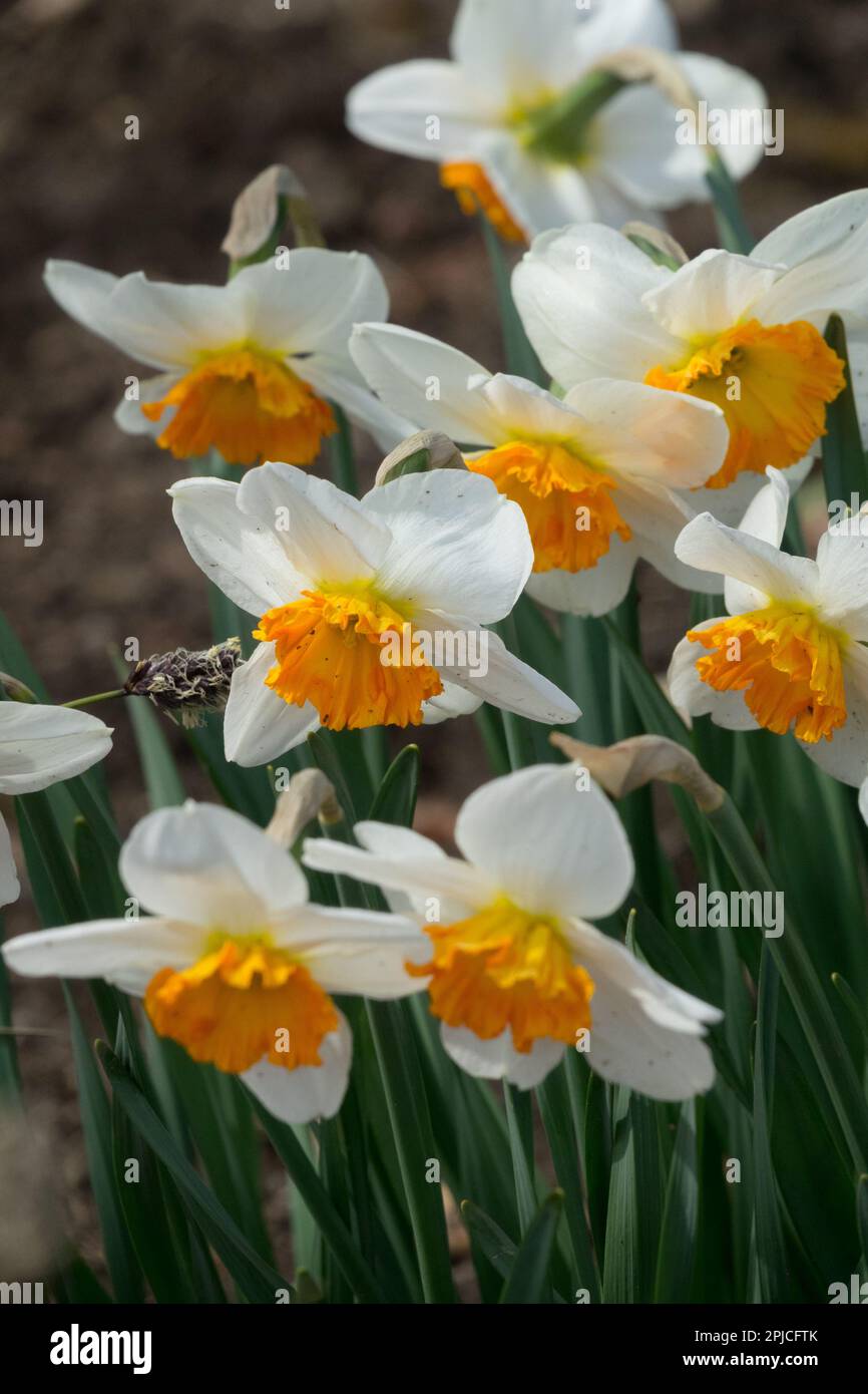 Large-Cupped Daffodil, Narcissus 'Professor Einstein' Narcissus, Daffodils, Springtime, Garden, Season, Plants Stock Photo