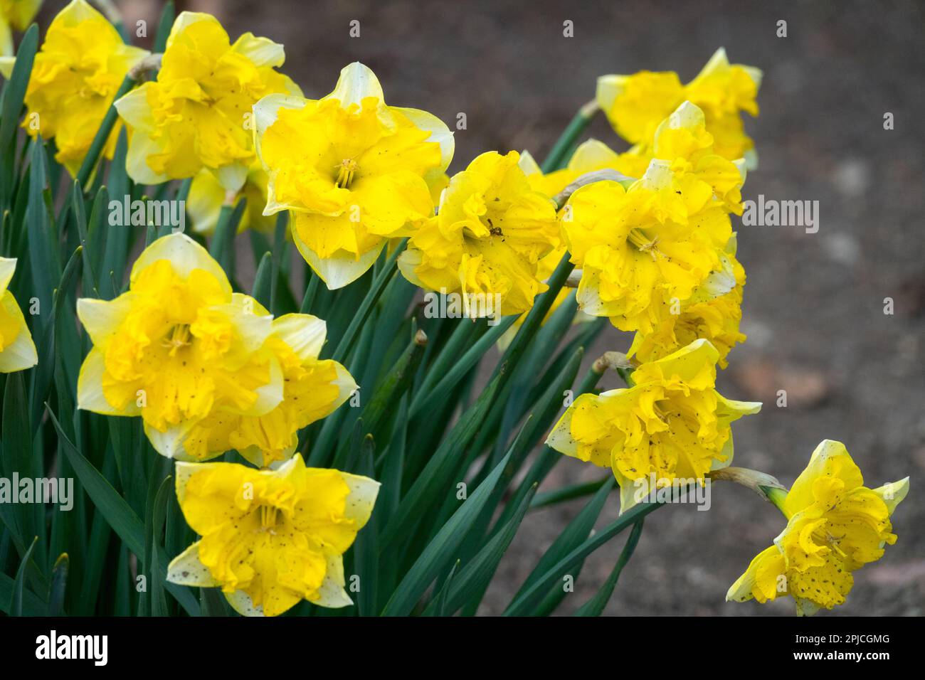 Amaryllidaceae, Daffodils Narcissus 'Chanterelle' Blooms Stock Photo