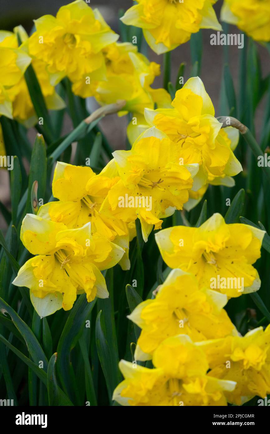 Daffodils Narcissus, Trumpet flowers, Perennials, Herbaceous, Narcissus, Chanterelle, Flowering, Plant, Plants, Season, Garden Stock Photo