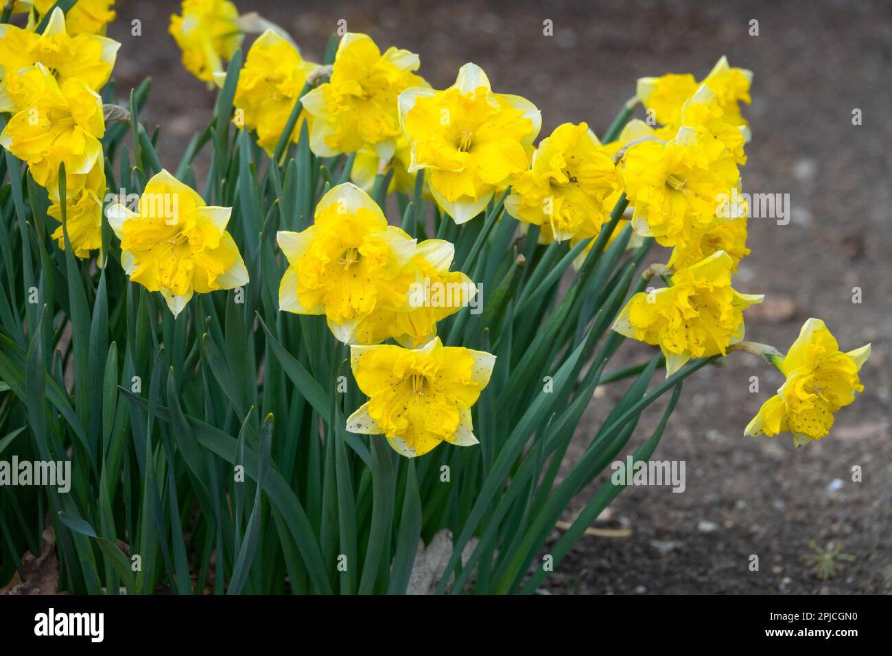 Narcissus Daffodils 'Chanterelle', Flowers Stock Photo