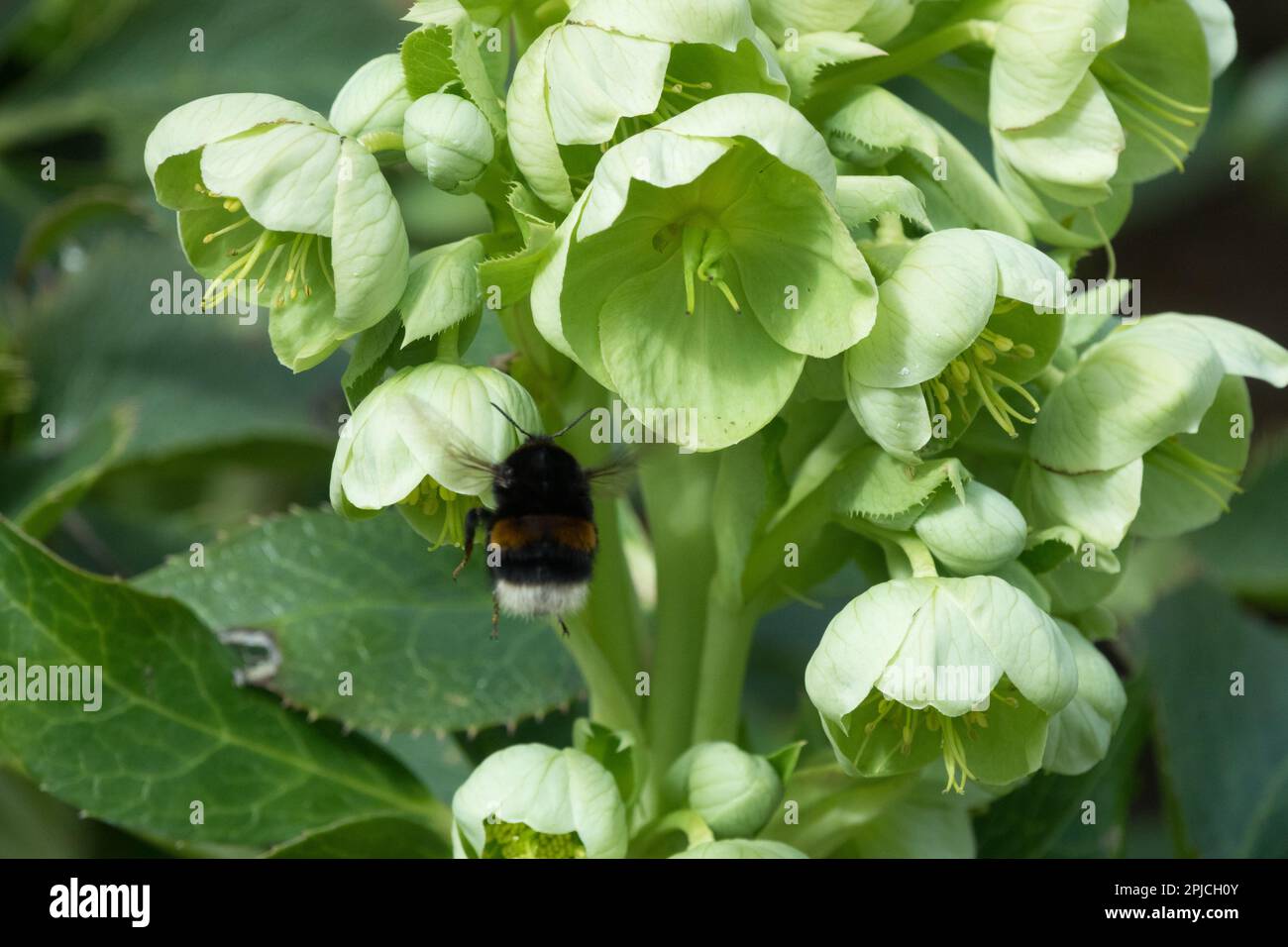 Bombus terrestris, Buff-tailed bumblebee, Flying, Flower, Helleborus × sternii Stock Photo