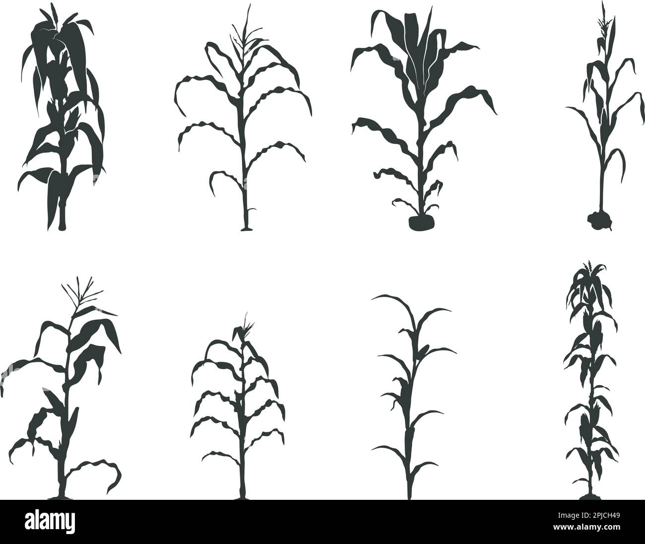 Corn stalk silhouette, Corn tree svg, Corn Svg, Corn stalk vector Stock