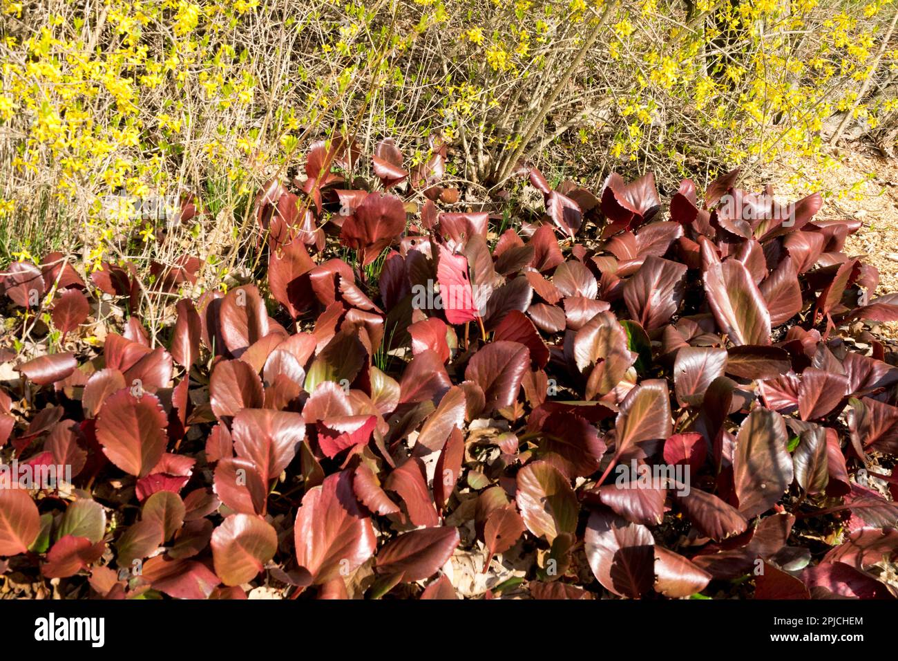 Bergenia, Winter, Bergenia cordifolia, Bergenia crassifolia leaves Forsythia Bush Edge Stock Photo