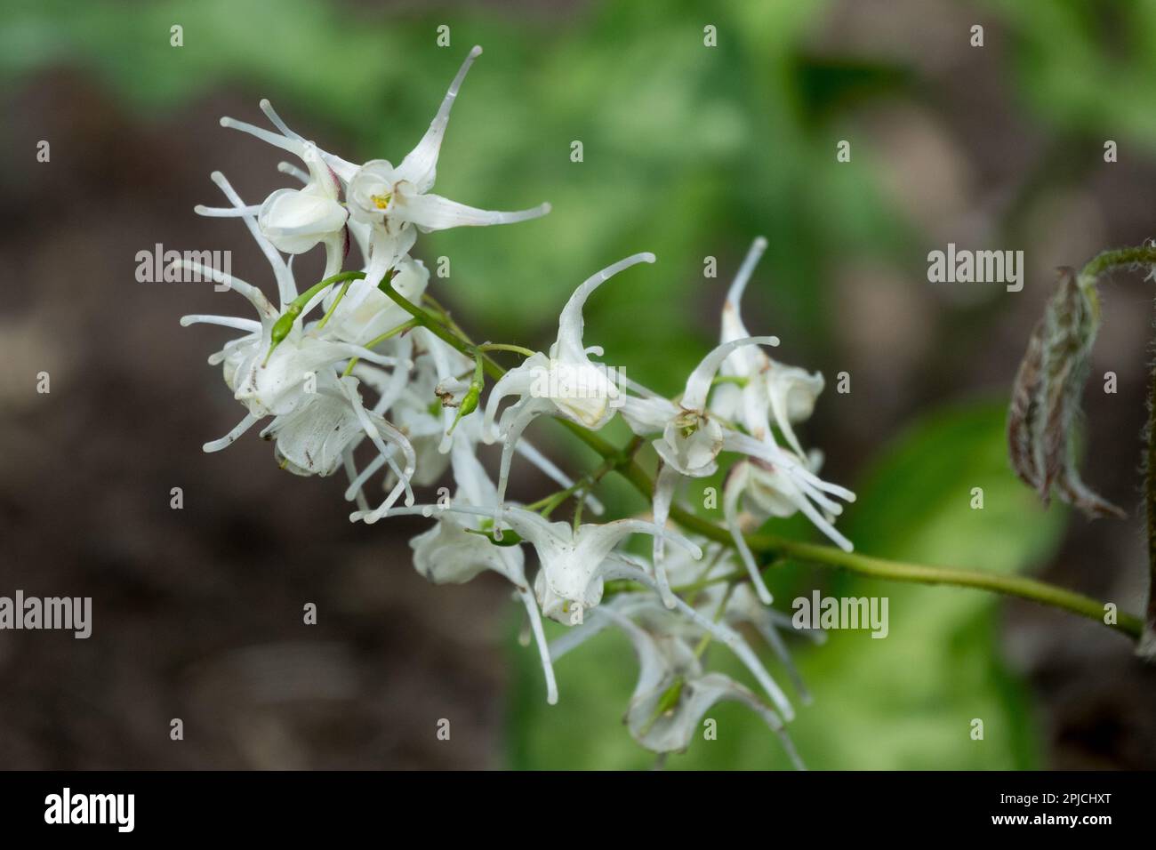 Epimedium sempervirens, Epimedium 'White Purity', Epimedium, Flower, Plant, Epimediums, Close up, Bloom, Spring, Perennial Stock Photo