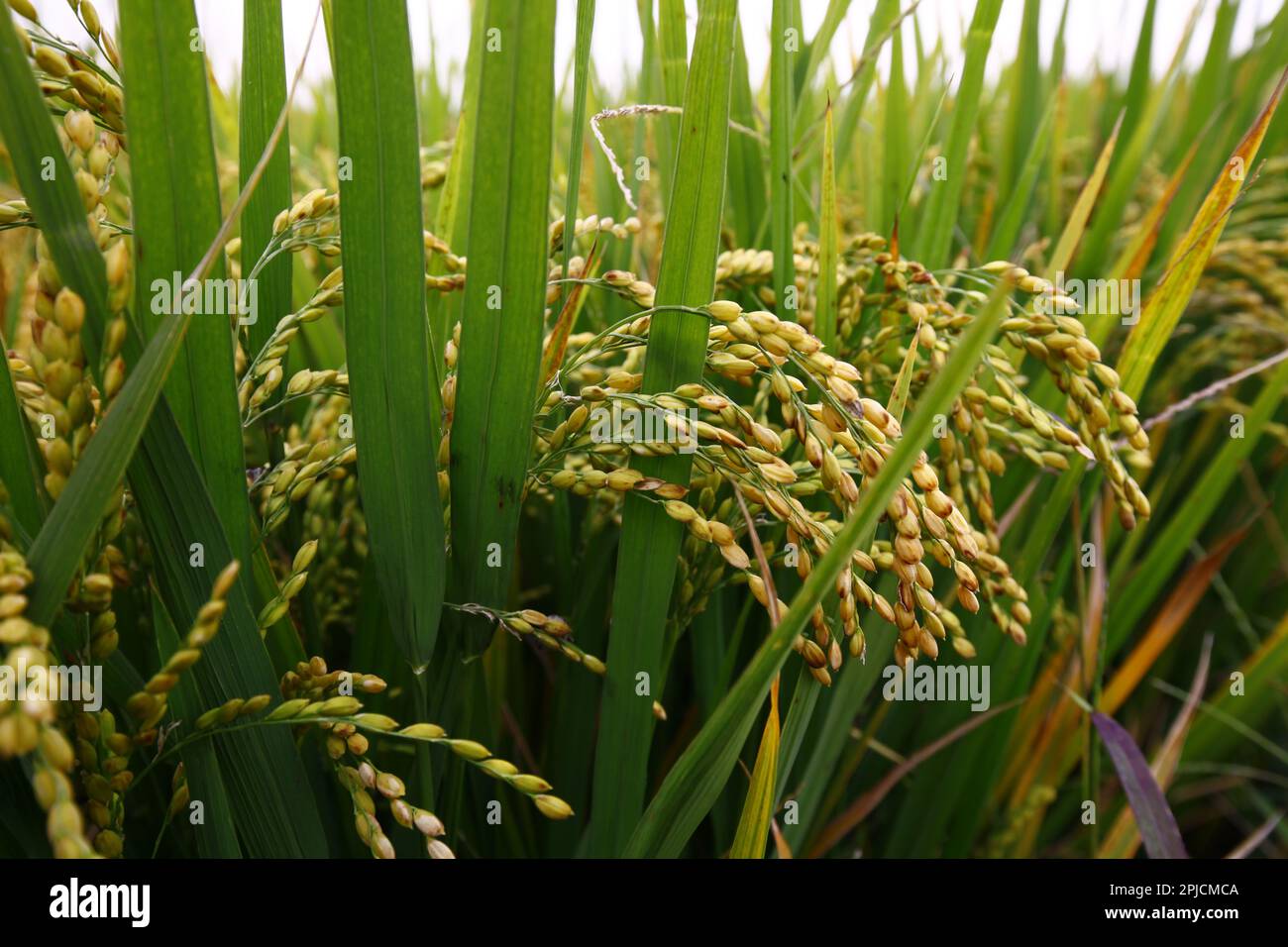 The autumn rice fields Stock Photo - Alamy