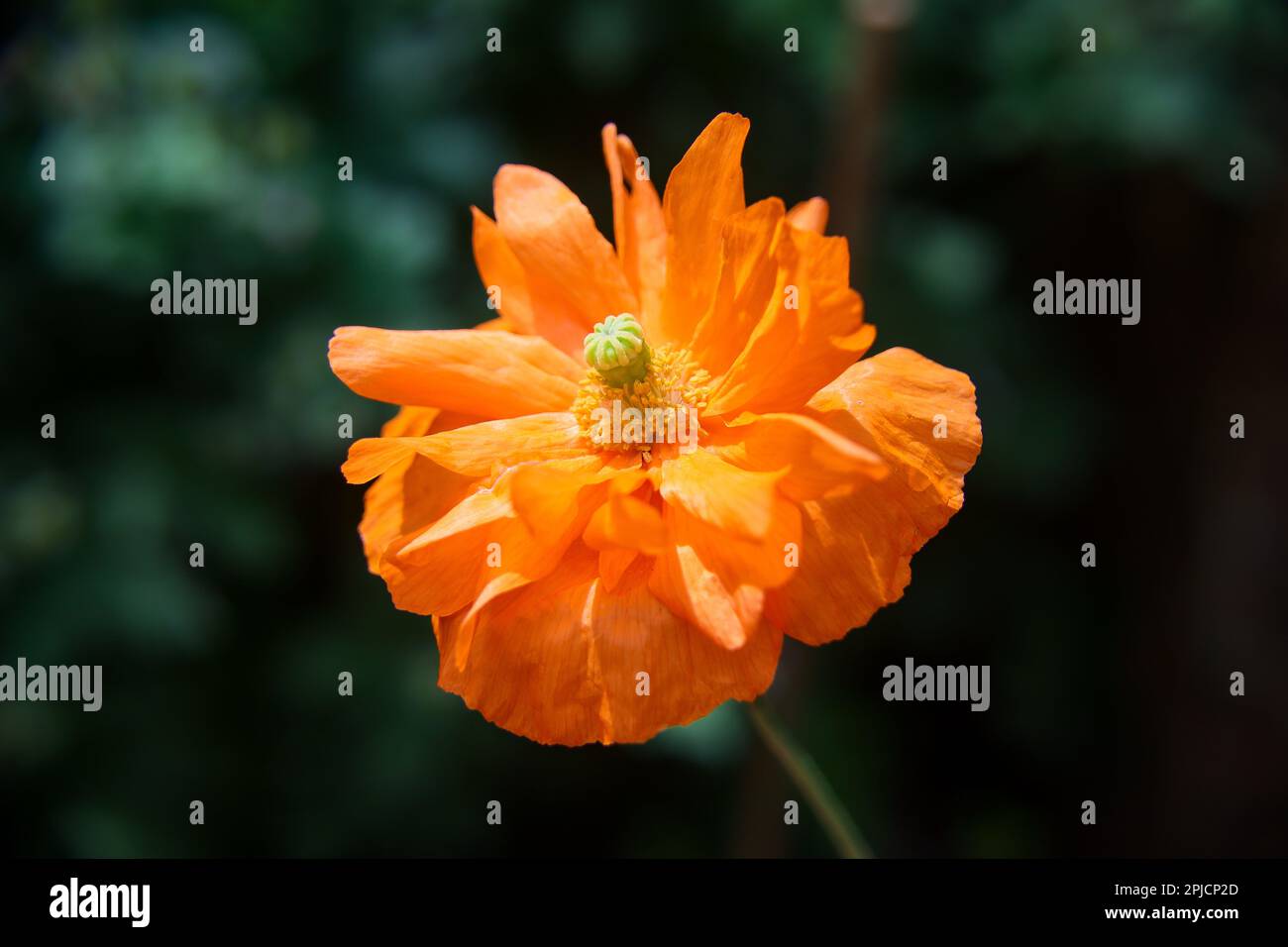 Fiery orange poppy contrasted against a dark background Stock Photo