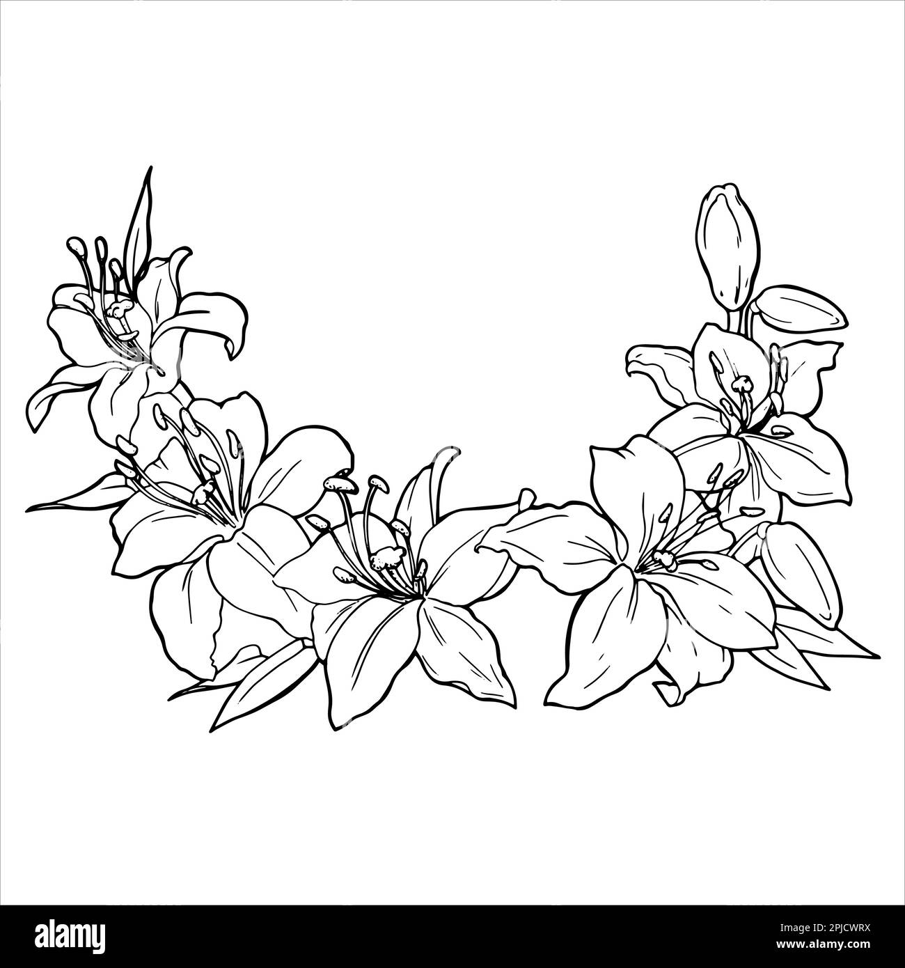 Vector graphics. Linear freehand drawing of a frame of lilies. From the ...