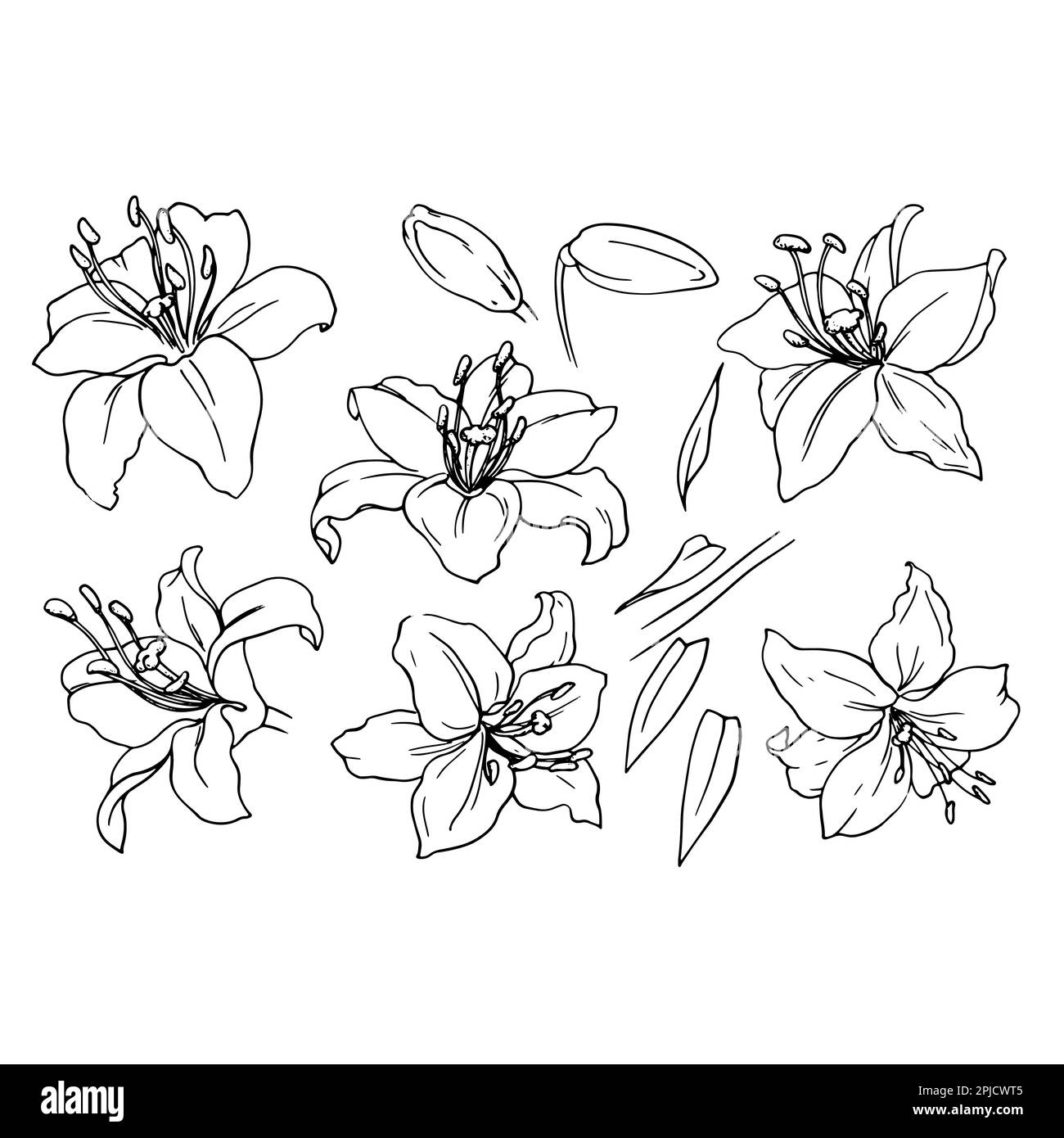 Vector graphics. Linear freehand drawing of a set of lily flowers. From