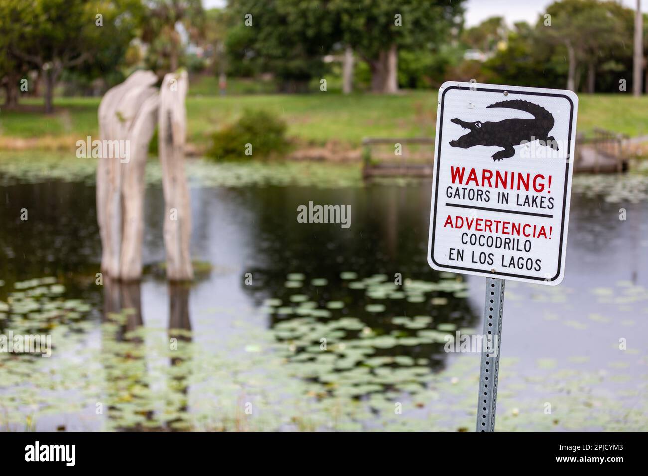 Florida alligator beach hires stock photography and images Alamy