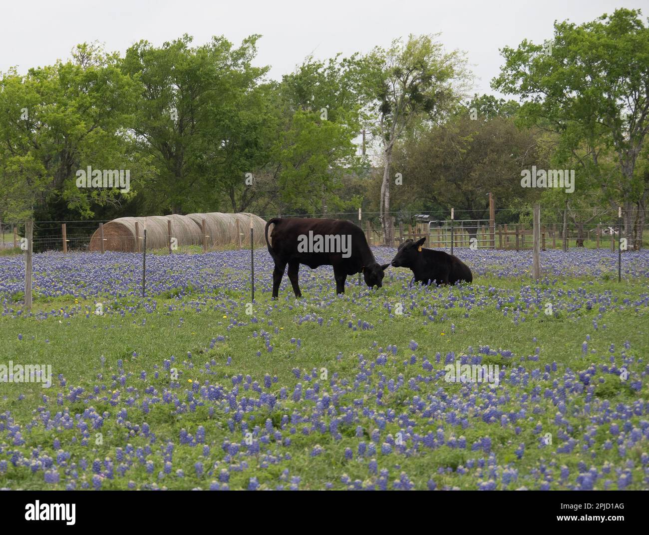Two black angus cows in a field of bluebonnets with round hay bales in the background. Stock Photo