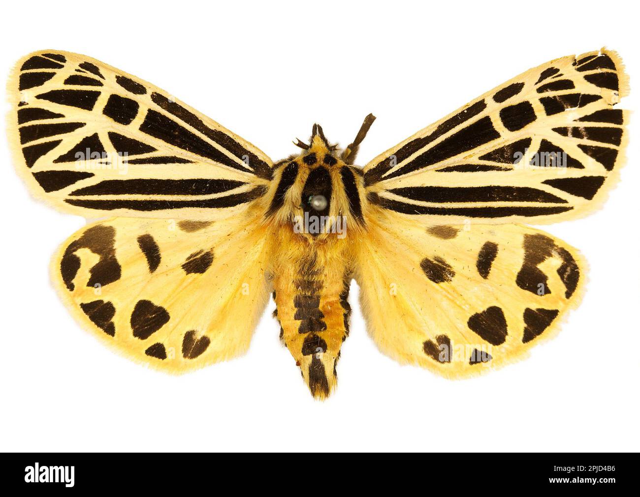 Virgin Tiger Moth, Apantesis virgo (formerly Grammia virgo),  pinned  specimen isolated on white background Stock Photo