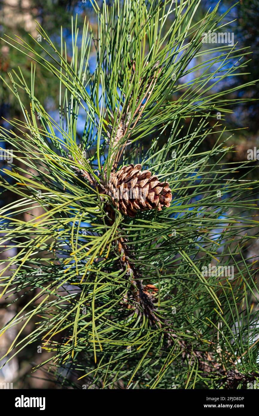 pine branches with cones. background of pine branches. Stock Photo