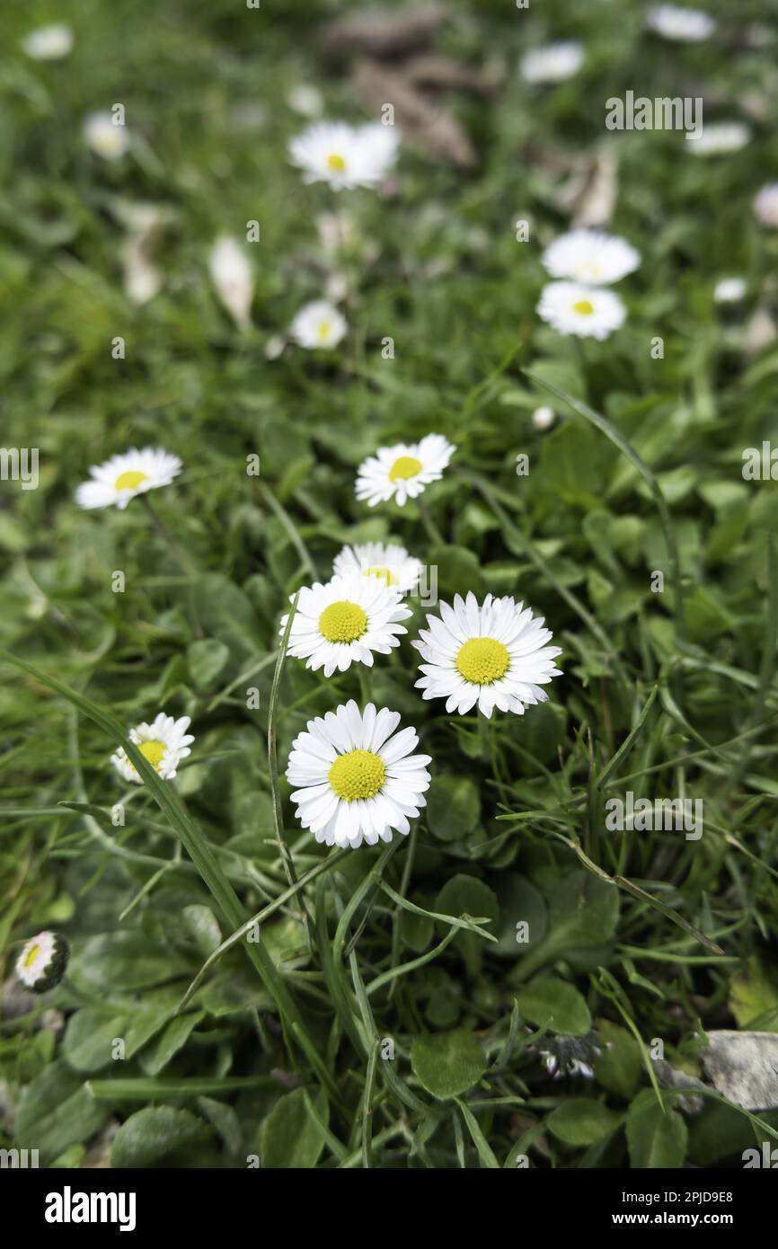 Detail of wild flowers in the environment, natural and healthy life Stock Photo