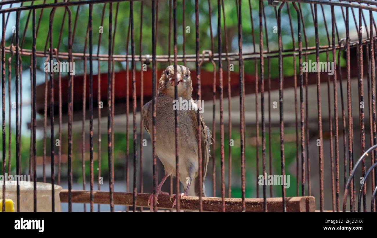 bird in a cage closeup charming playful.Keeping birds in captivity