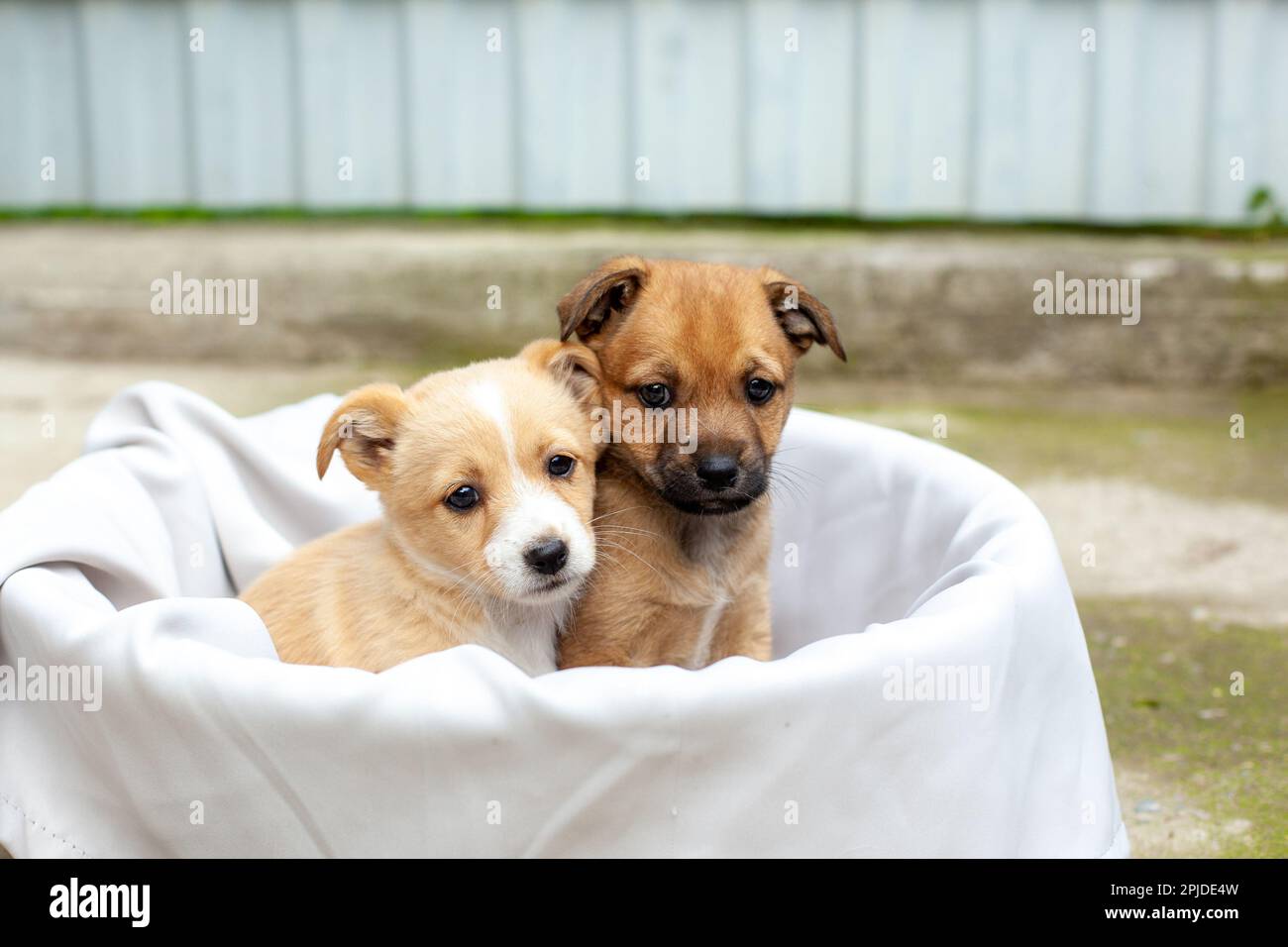 Dogs for a 2025 small yard