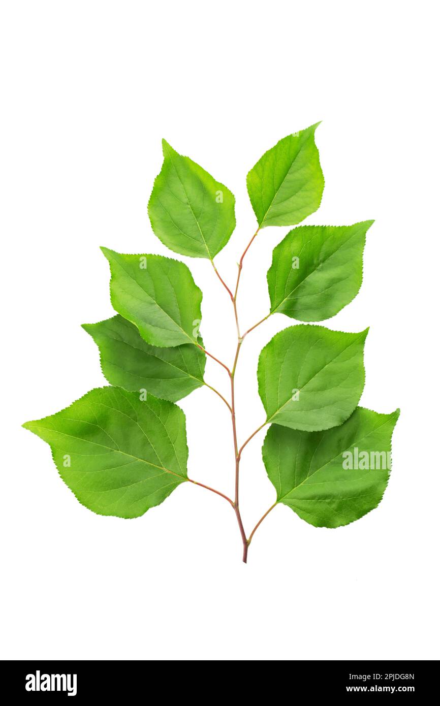 Twig with green leaves of apricot. Isolated on a white background. File ...