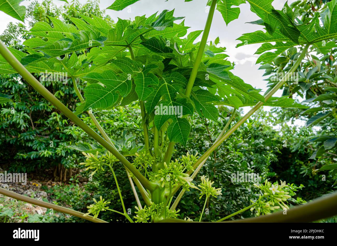 Papaya Tree With Blossoms Stock Photo Alamy