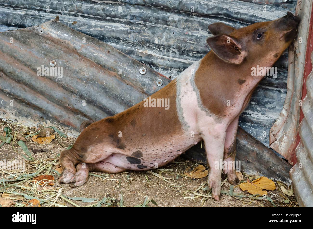 Pig In Pen Stock Photo