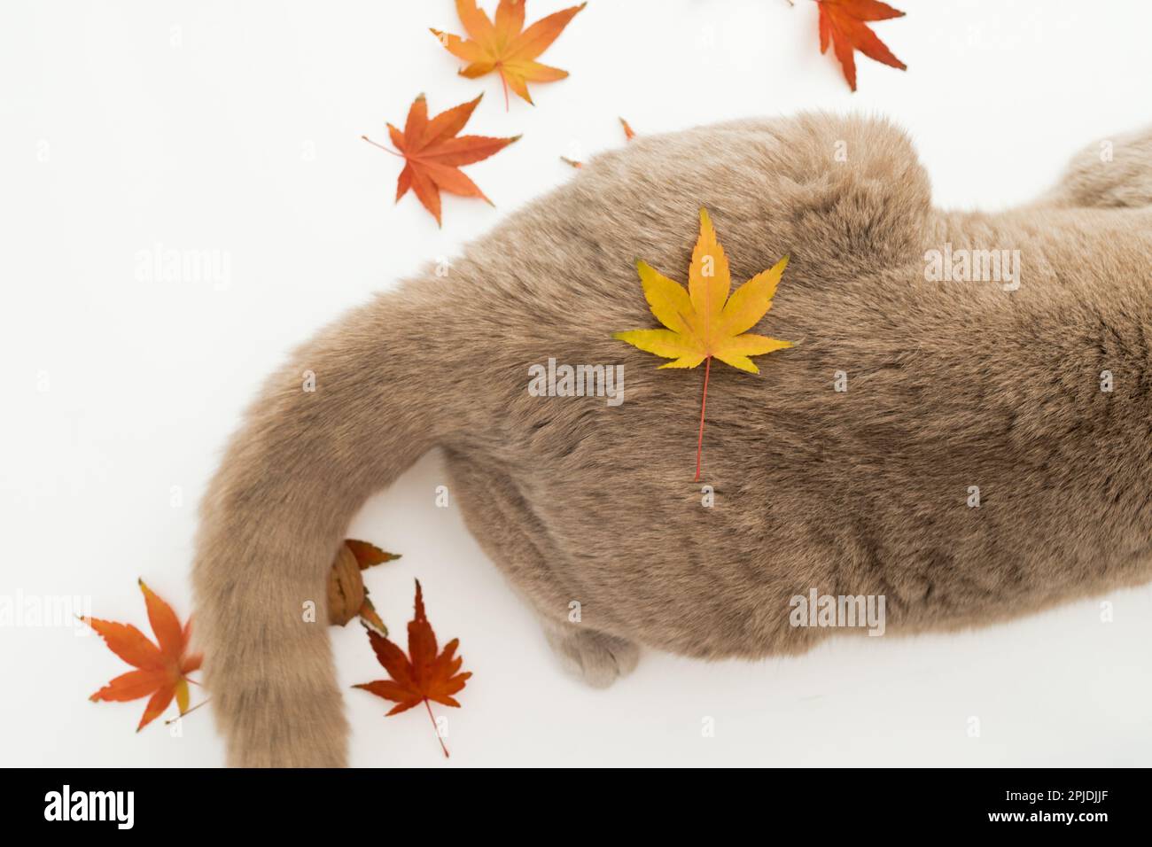 Cats tail on white background. Scottish cat with autumnal maple leaves Stock Photo
