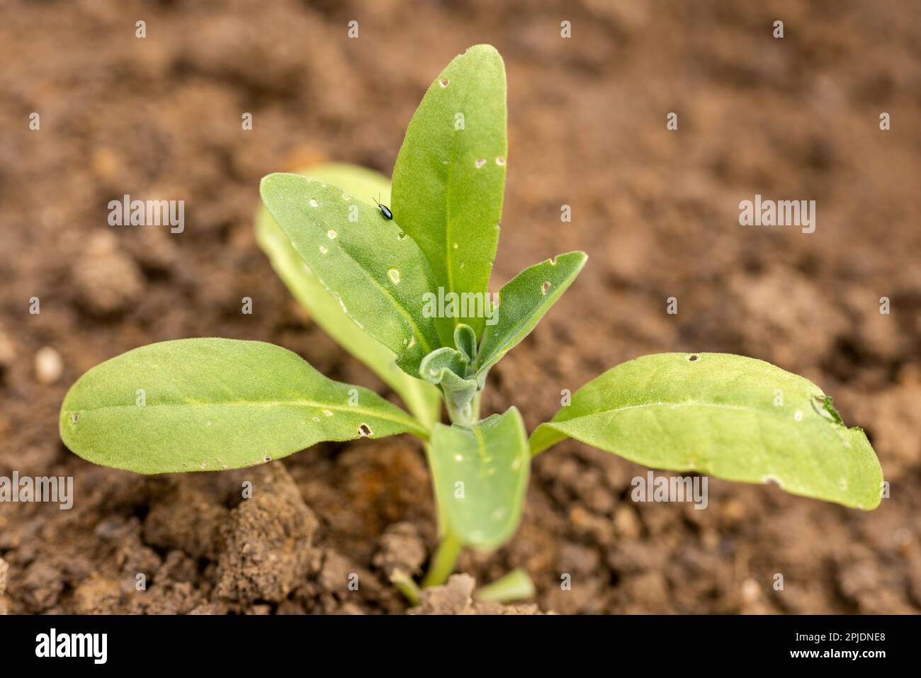Flea beetle. Small invasive insect pest. Flea beetles eating round