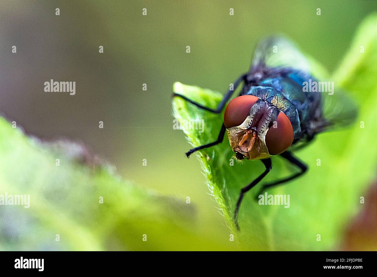 Blue fly or Calliphora vomitoria or commonly called the orange-bearded blue bottle fly. Macro photography. Copy space Stock Photo