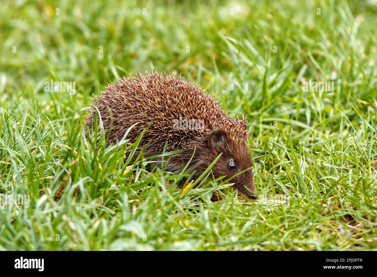 European hedgehog walking in the grass on a meadow in Stomovka park in Prague Stock Photo