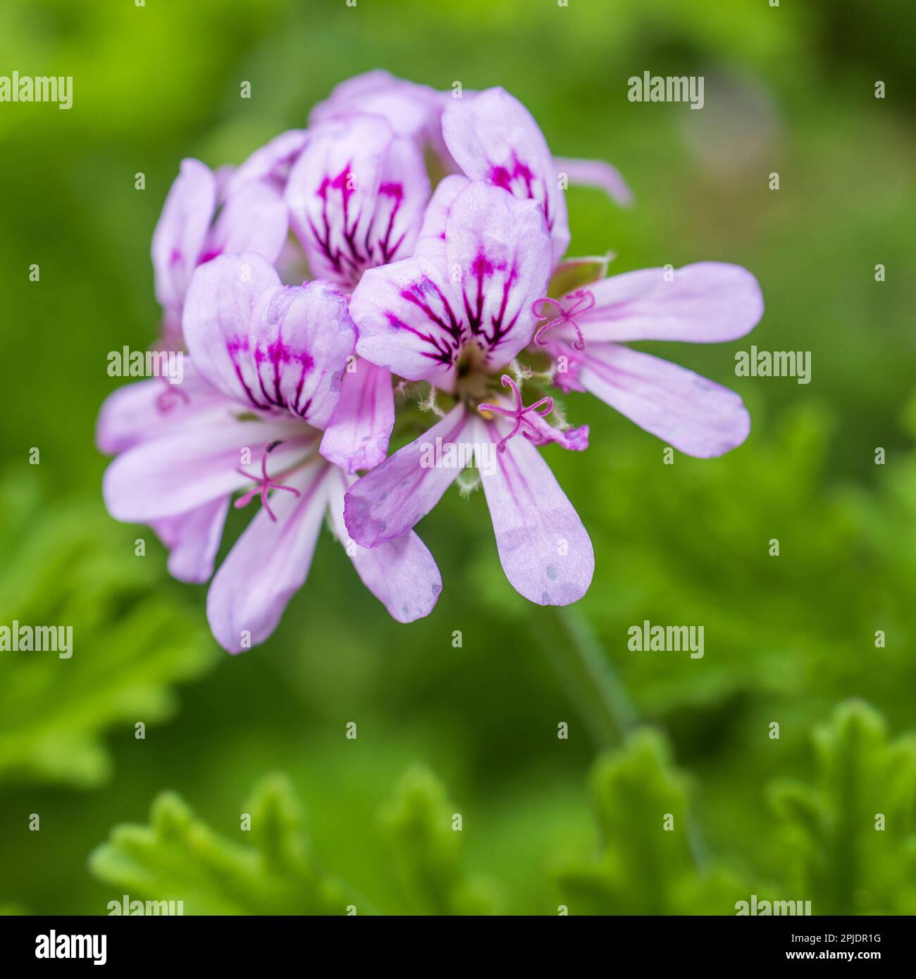 Flora of Israel. Square frame. Pelargonium graveolens is a Pelargonium species native to the Cape Provinces and the Northern Provinces of South Africa Stock Photo
