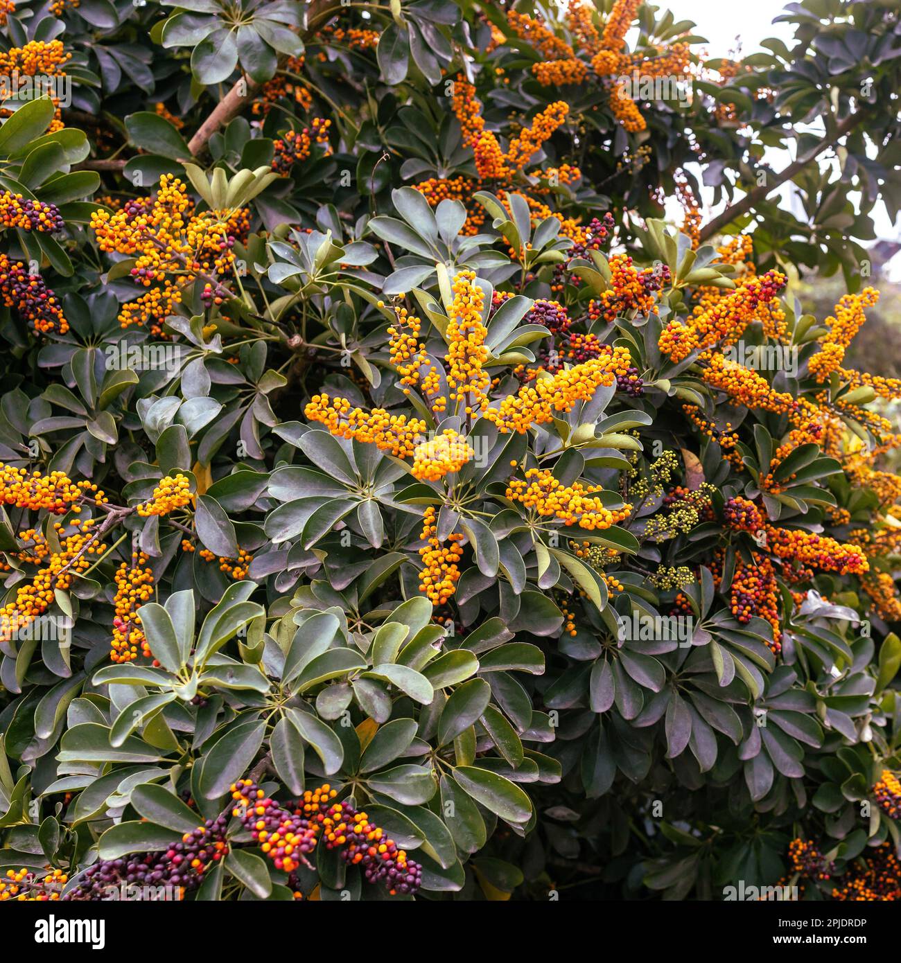 Flora of Israel. Square frame. Schefflera bloom showcases array of berries Stock Photo